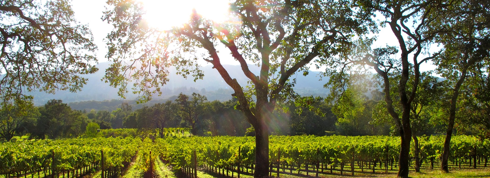 Vineyards and oaks at B.R. Cohn, Glen Ellen