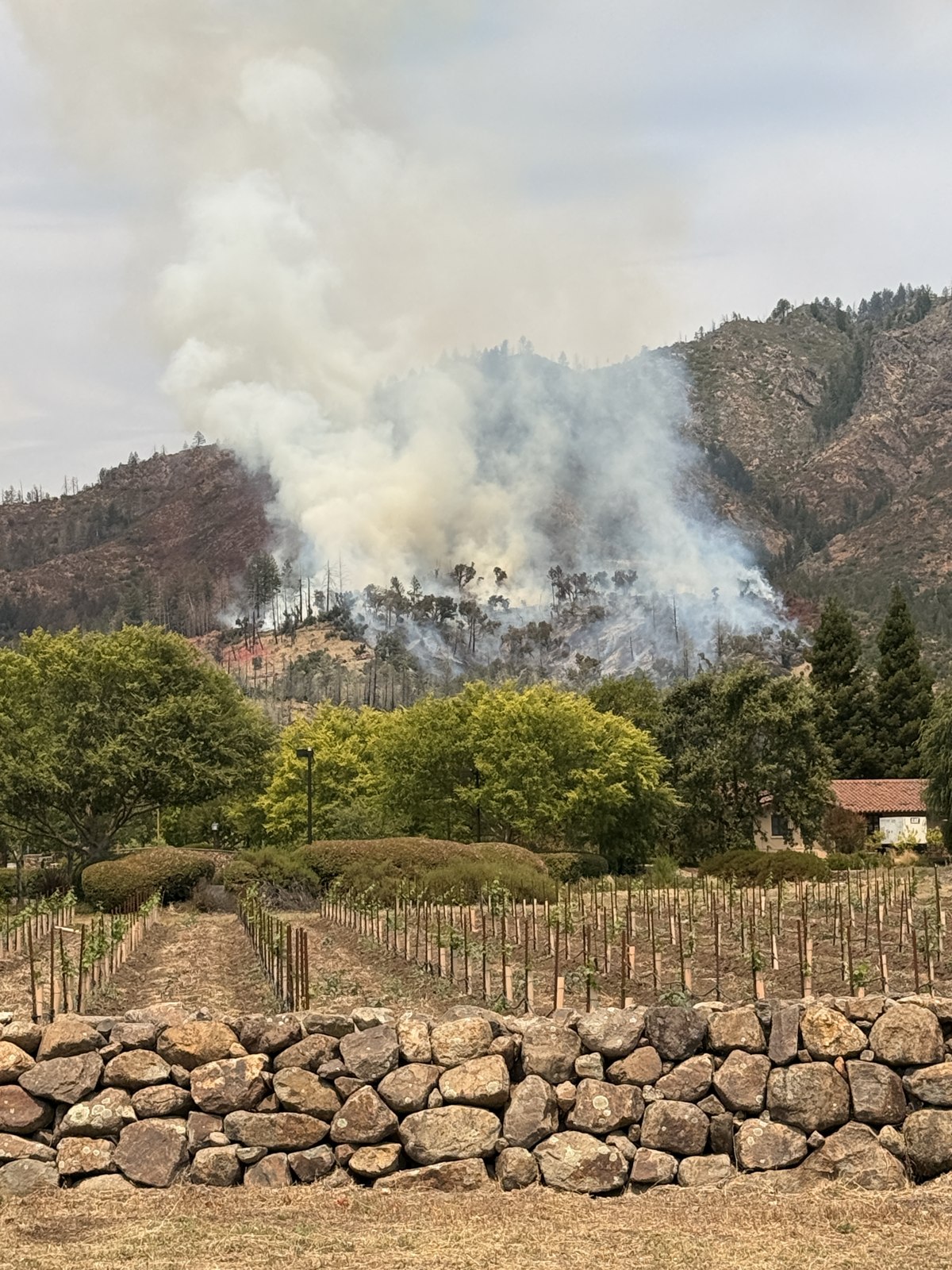 Smoke works across the slope above young vines and olive rows; retardant already stains the hillside.