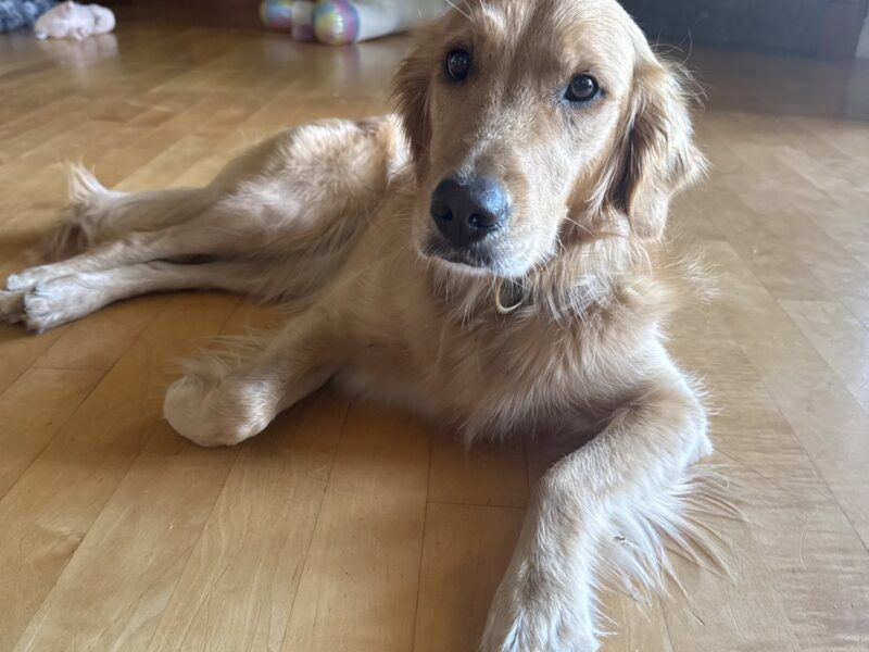 Emma Blue Klaus, the Sonoma Valley Wag pet of the month