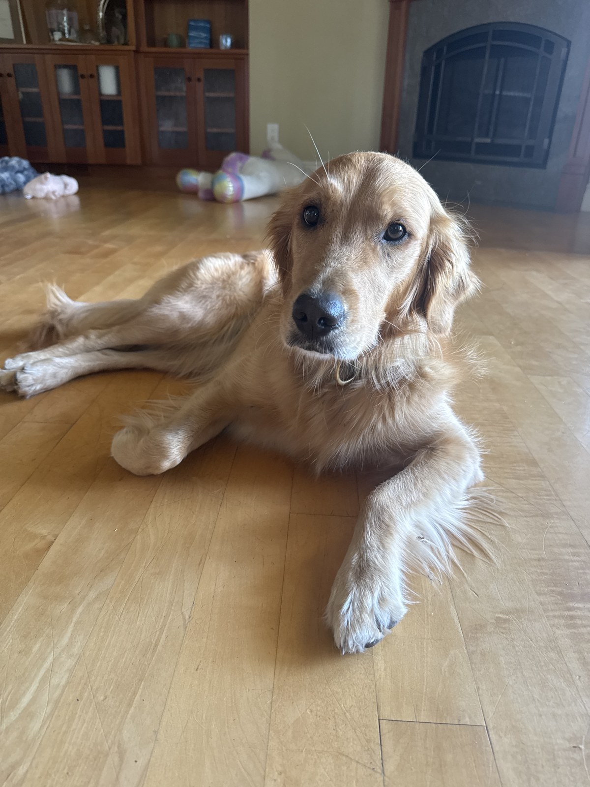 Emma Blue Klaus, the Sonoma Valley Wag pet of the month