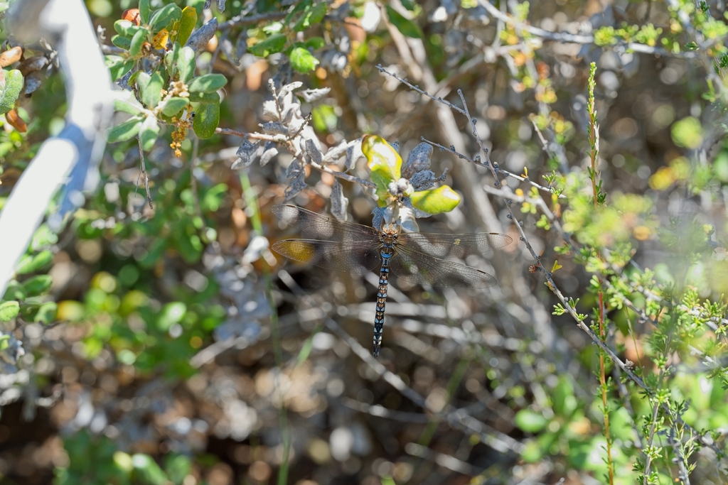 A Blue-eyed Darner dragonfly, photographed at Sugarloaf Ridge State Park