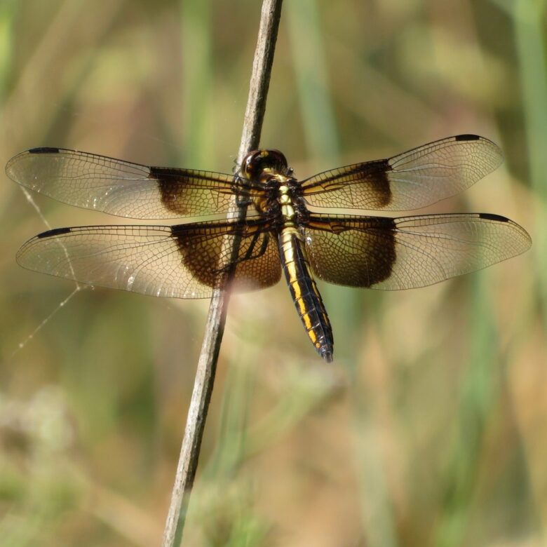 A Widow Skimmer dragonfly perched on a stem, wings spread, in Sonoma County