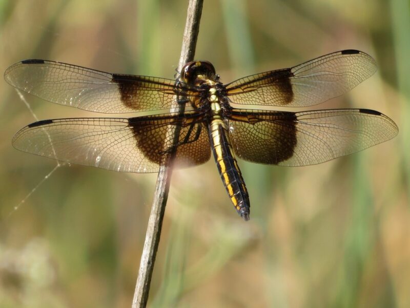 A Widow Skimmer dragonfly perched on a stem, wings spread, in Sonoma County